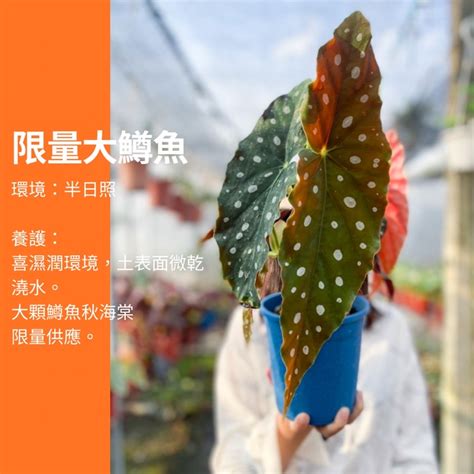 鱒魚秋海棠照顧|網紅植物，「鱒魚秋海棠」，適合放在陽台，養護簡單，有品位